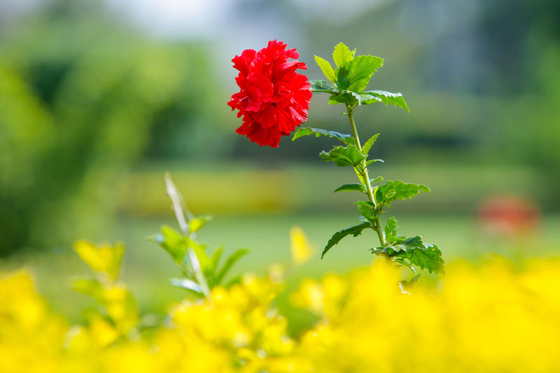 Garden blooms at Maya Nature Resort.
