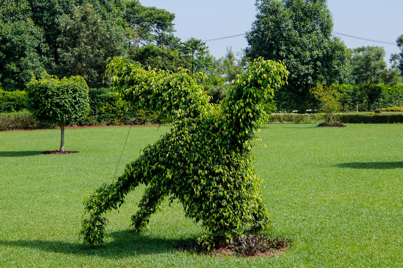 Living topiary at Maya Nature Resort.