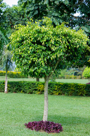 Garden greenery at Maya Nature Resort.