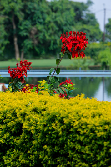 Red blooms at Maya Nature Resort.